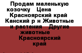 Продам маленькую козочку › Цена ­ 3 000 - Красноярский край, Канский р-н Животные и растения » Другие животные   . Красноярский край